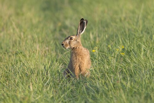 hare  meadow  animal