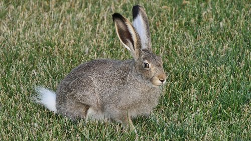 hare  rabbit  jack rabbit