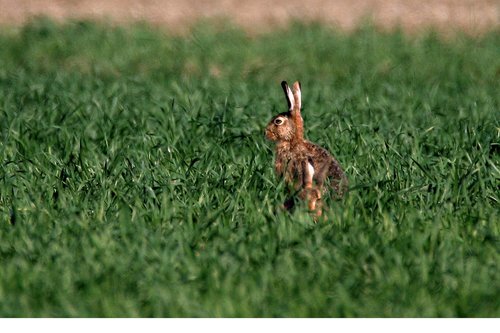 hare  spring  easter