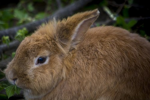 hare  rabbit  cute