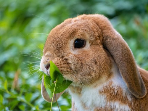 hare  rabbit  pet