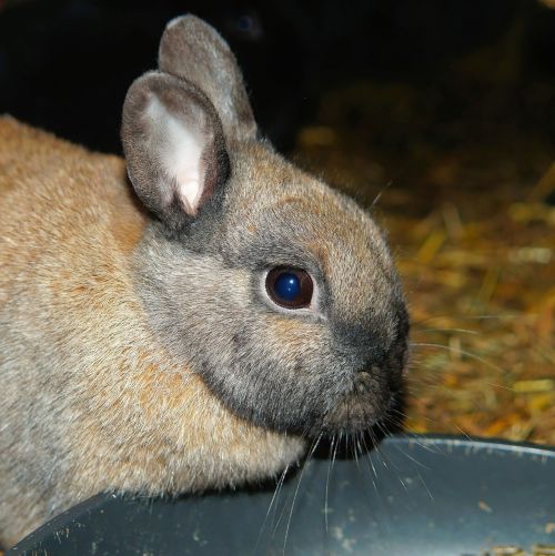 hare rabbit hasenkopf