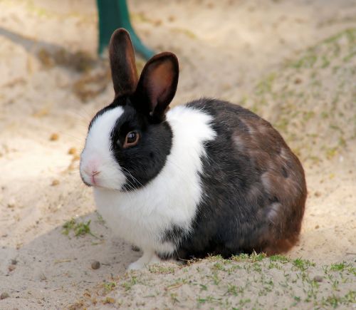 hare small hare animal