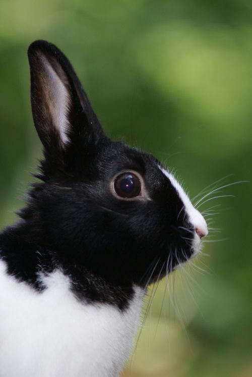 hare rabbit portrait