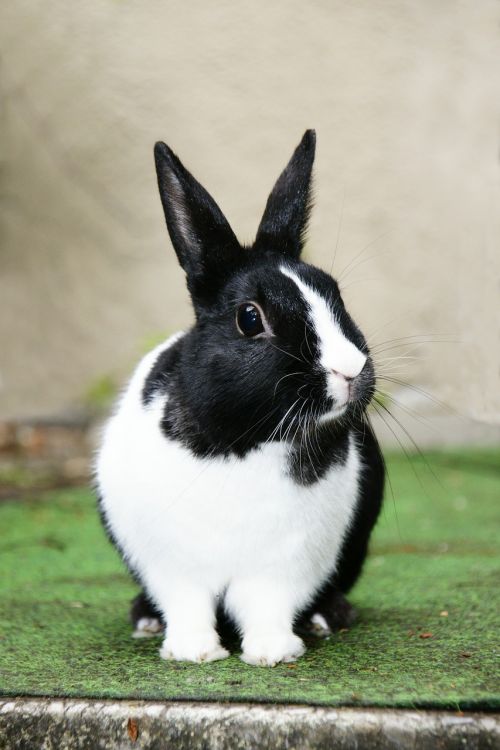 hare rabbit black