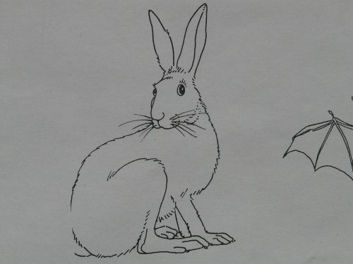 hare animal coloring pages