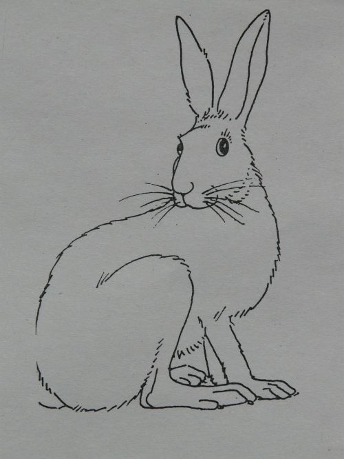 hare animal coloring pages