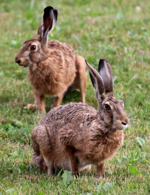 hare animal nature