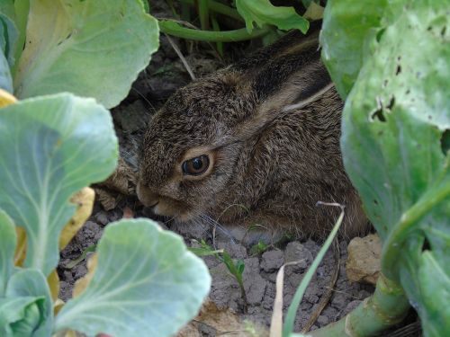 hare rabbit animal