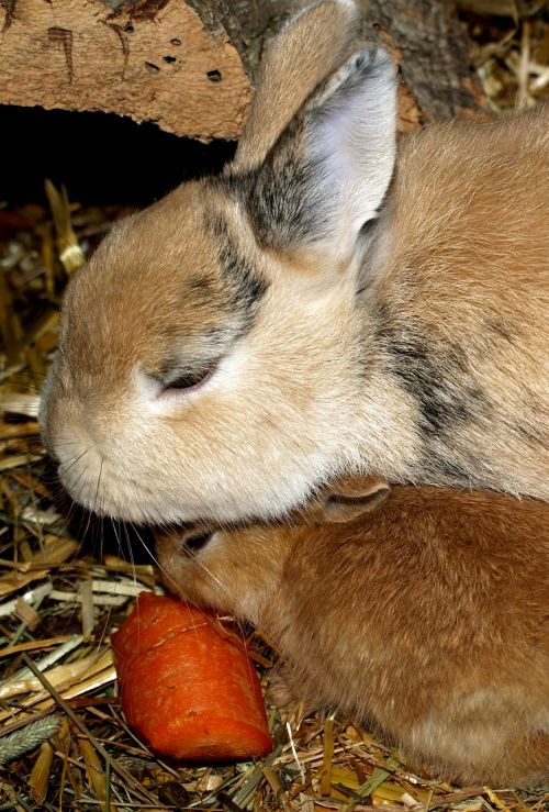 hare baby rabbit family pets