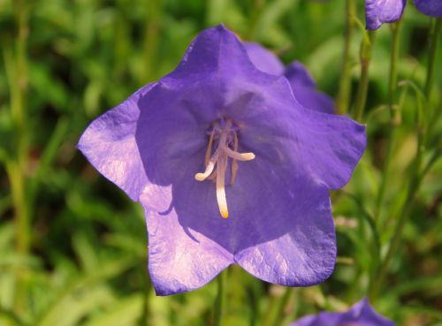 harebell purple flower purple