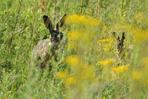 hares  pasture  hide