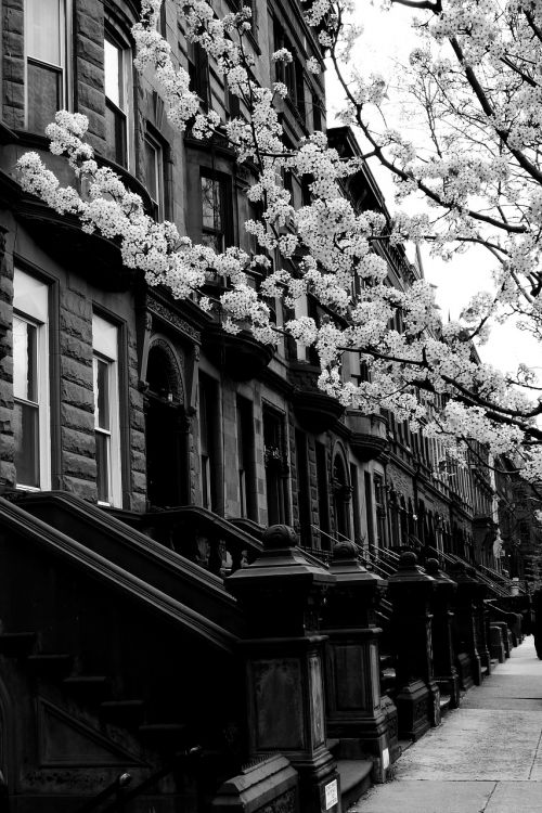 harlem street black and white