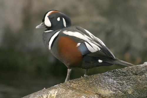 harlequin duck male bird