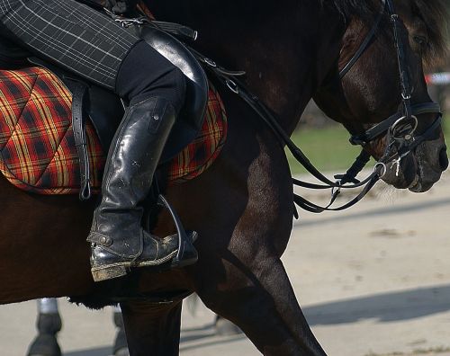 harness horse breed hutsul