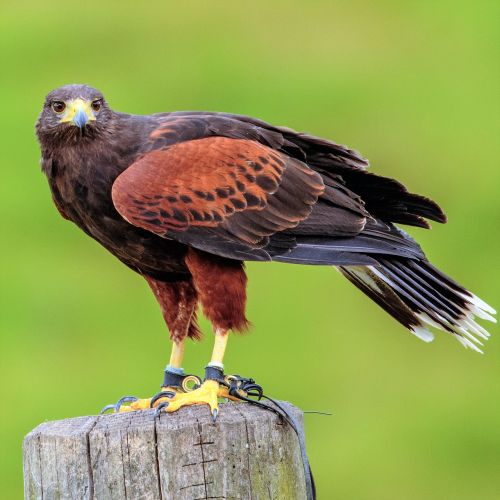 harris hawk bird