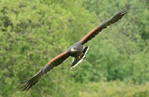 harris  hawk  flying