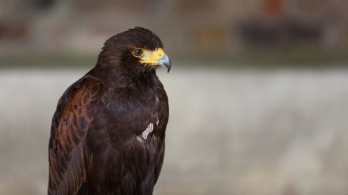 harris hawk bird of prey hawk