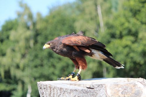 harris hawk buzzard raptor