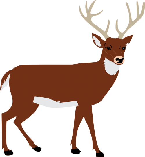 hart antlers forest