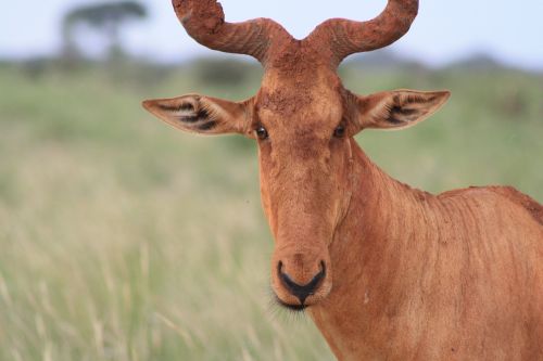 hartebeest africa safari