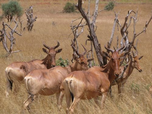 hartebeest savanna africa