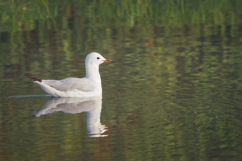 hartlaub's gull  bird  water