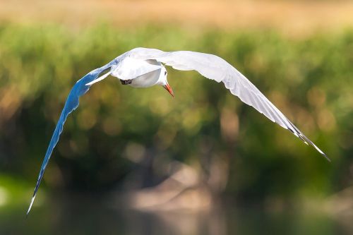 hartlaub's gull in flight fly flying