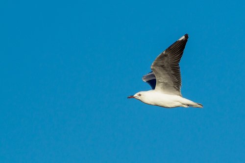 hartlaub's gull in flight  bird  seagull