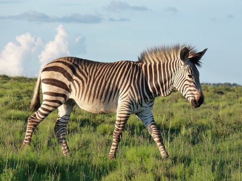 hartmann's  mountain zebra  zebra