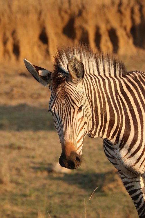 hartmann's  mountain zebra  zebra