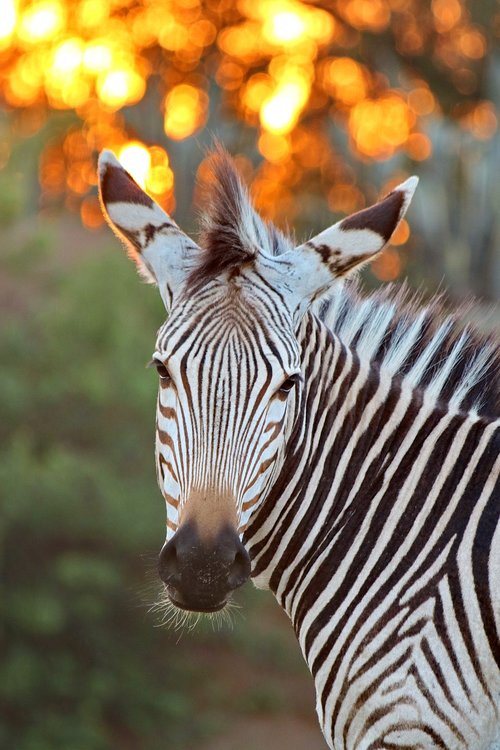 hartmann's  zebra  mountain zebra