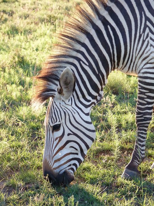 hartmann's  zebra  mountain zebra