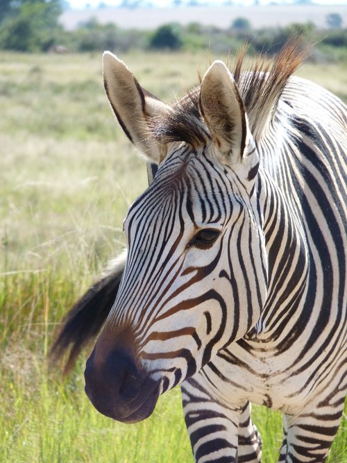 hartmann's  zebra  mountain zebra