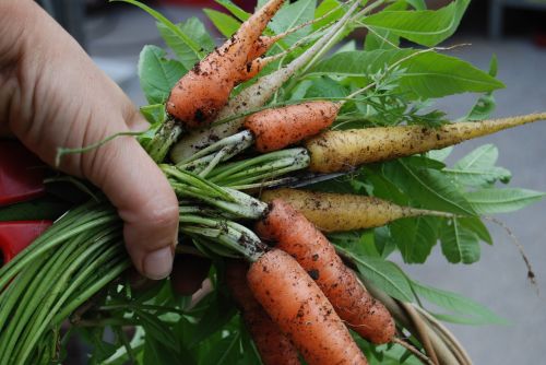 harvest carrot hand