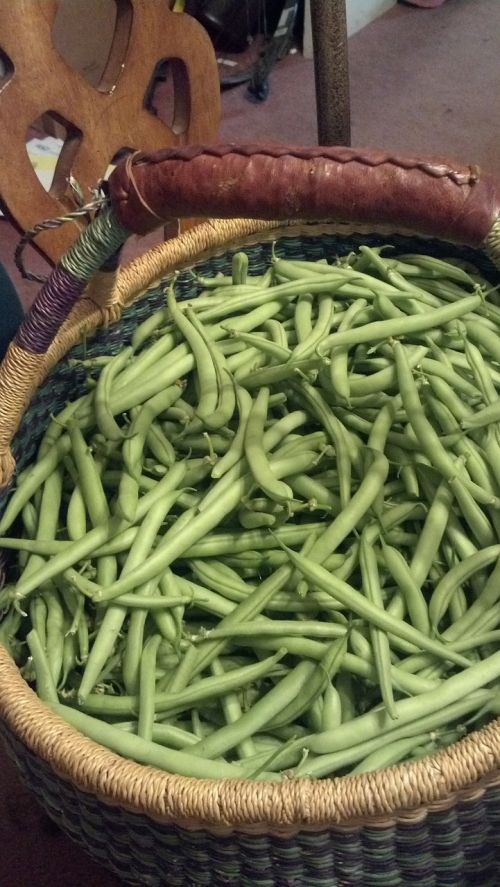 beans harvest basket