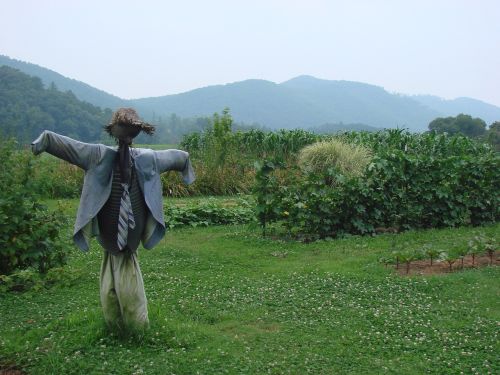 harvest scarecrow fall