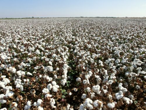harvest cotton land