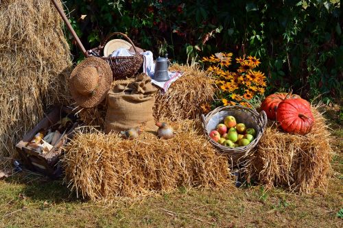 harvest harvest festival thanksgiving