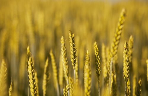 harvest in wheat field gold