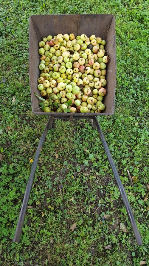 harvest apples autumn