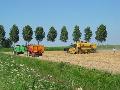 harvest wheat molendijk gravendeel