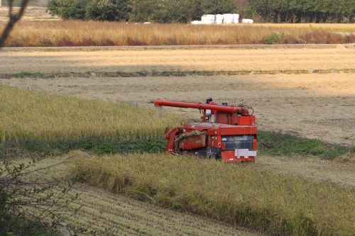 harvest autumn rice paddies