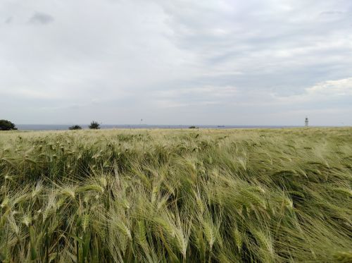 harvest love landscape