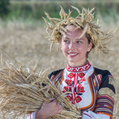 harvest summer nature