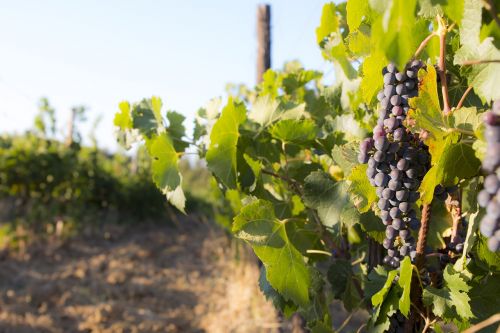 harvest bunch vine