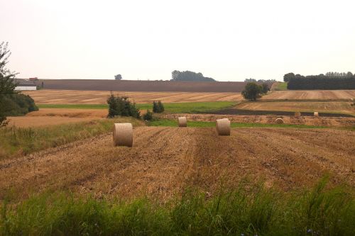 harvest hay-balls field