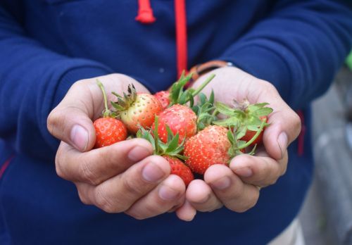 harvest strawberry fruit