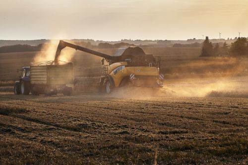 harvest oilseed rape combine harvester