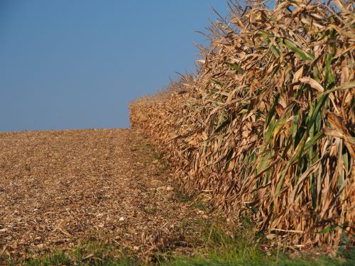 harvest cornfield arable